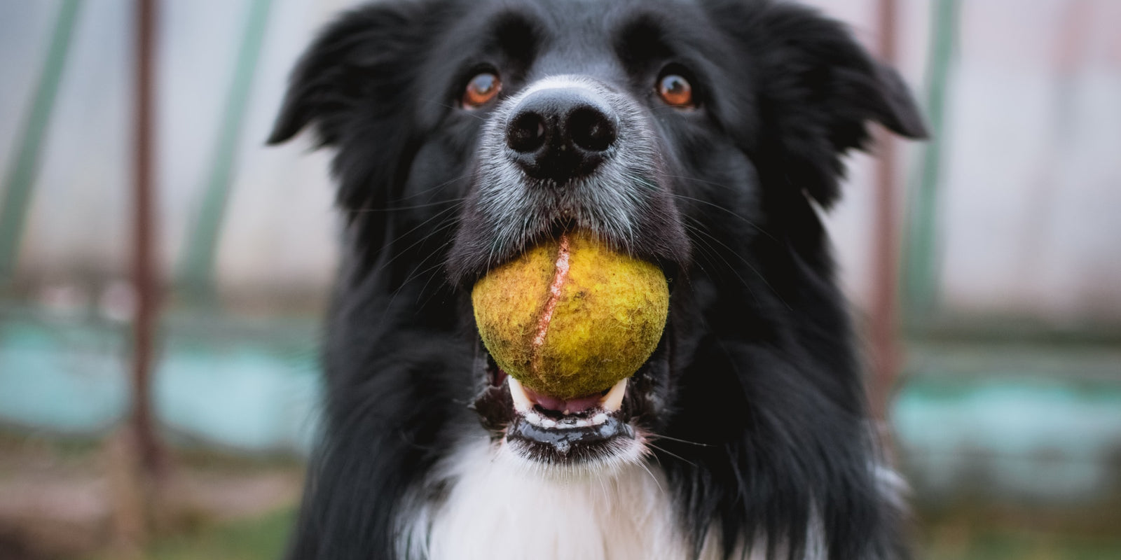 Do-It-Yourself Dog Toys