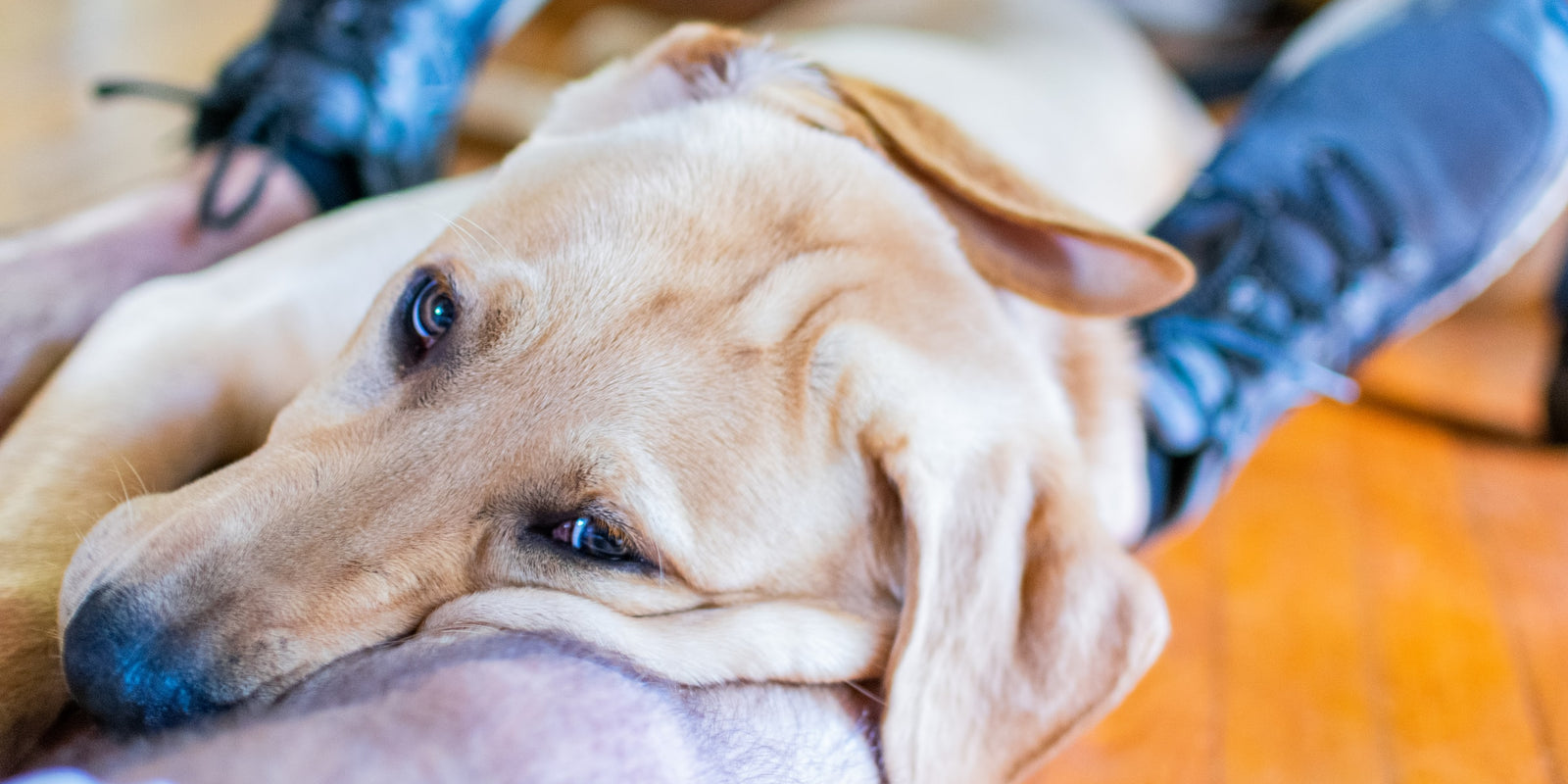 Your Dog Knows How You Feel, And Wants To Help