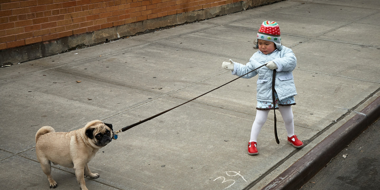 5 Problem Dog Behaviors and How To Stop Them