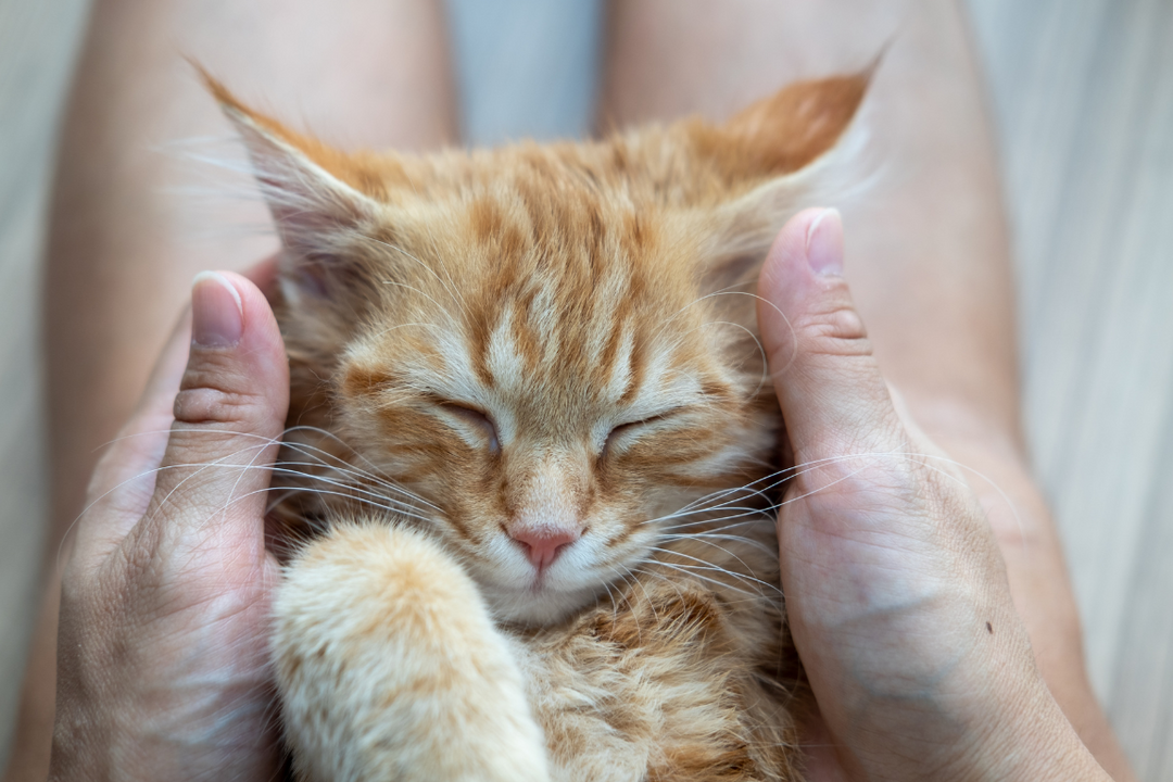 Warum zeigt mir meine Katze ihren Hintern?