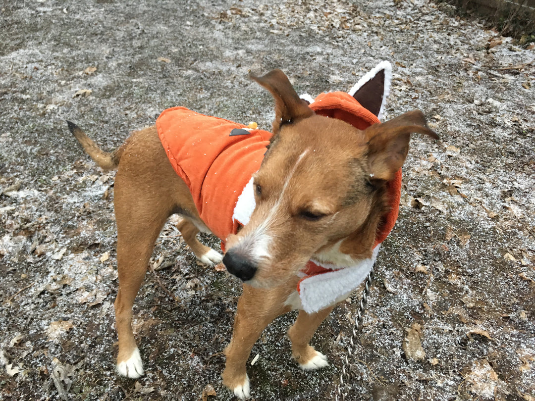 Wie mein Hund Cookie mein Leben gerettet hat