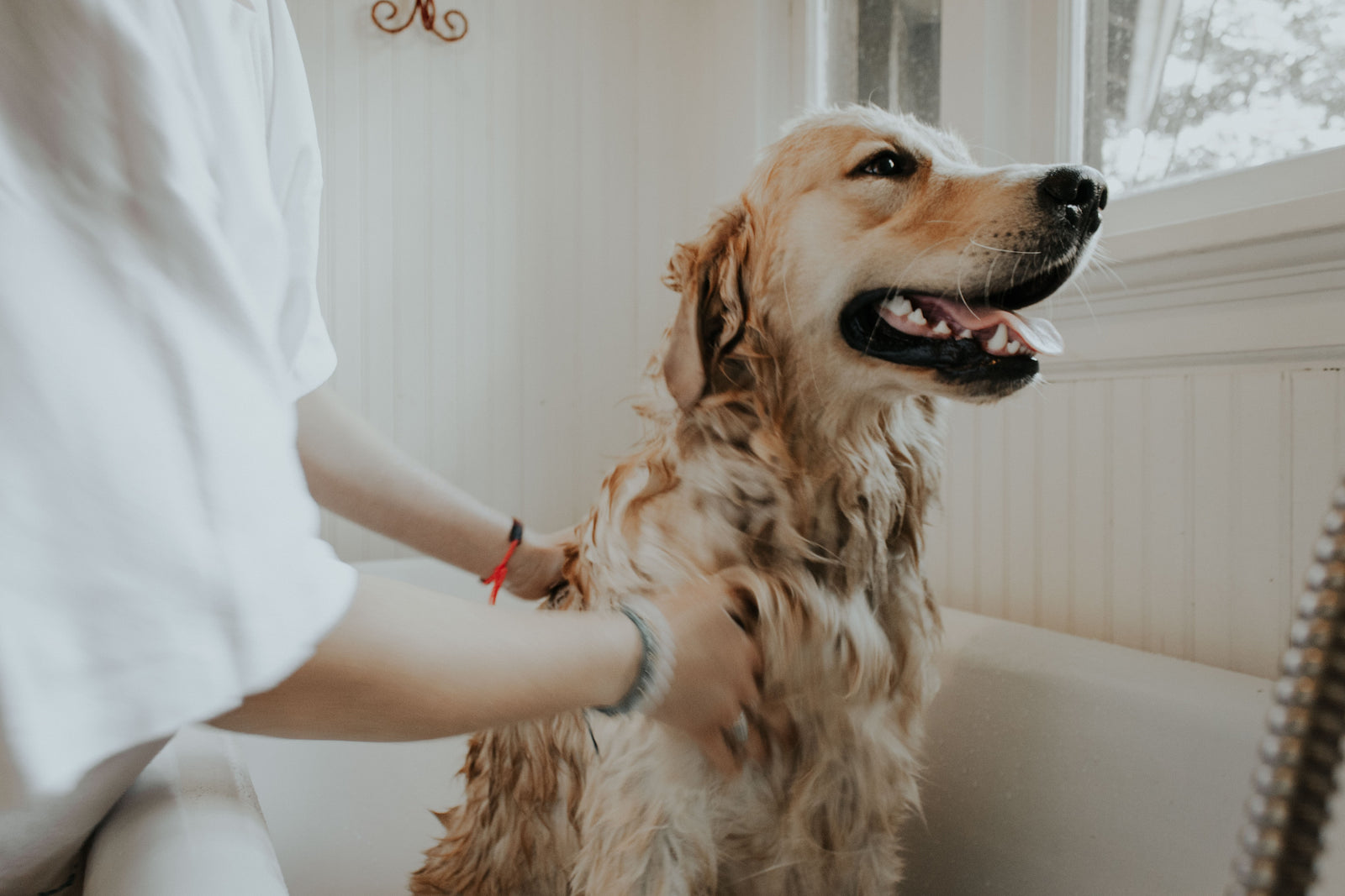 Ist jetzt ein guter Zeitpunkt, einen Hund zu pflegen?