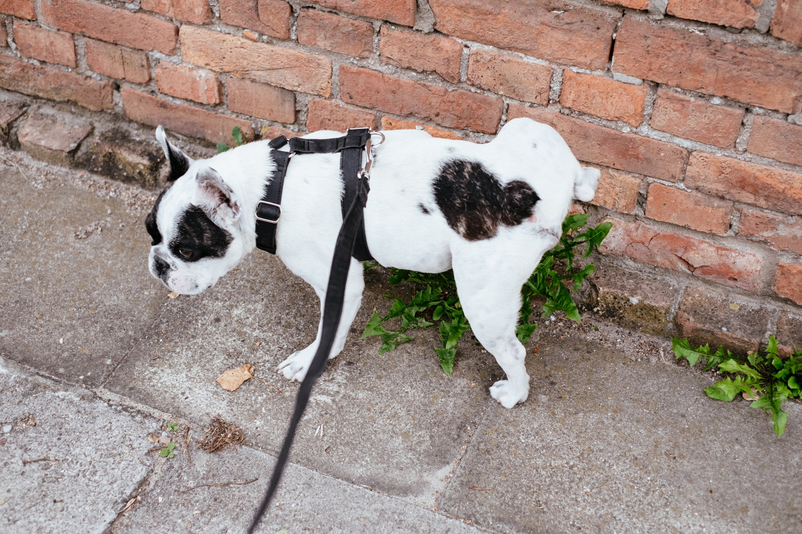 Töpfchentraining für Ihren Hund in 2 einfachen Schritten