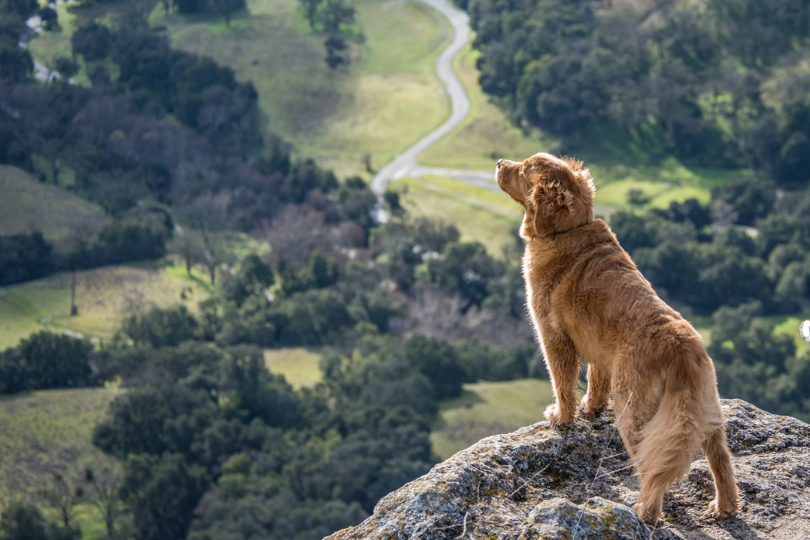 Wie Sie die beste Wanderung mit Ihrem Hund machen