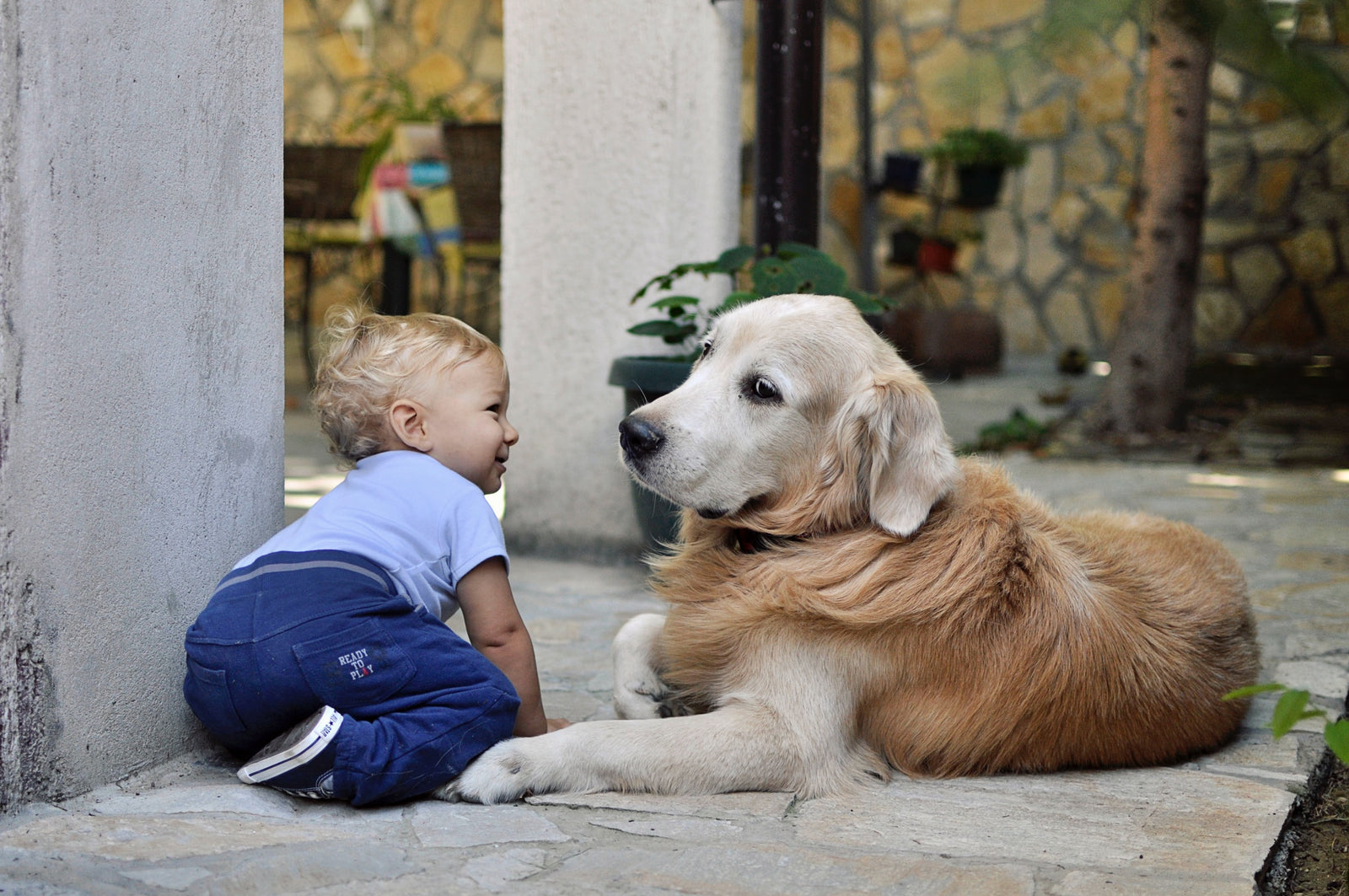 Wie Sie Ihren Hund sicher sozialisieren und warum