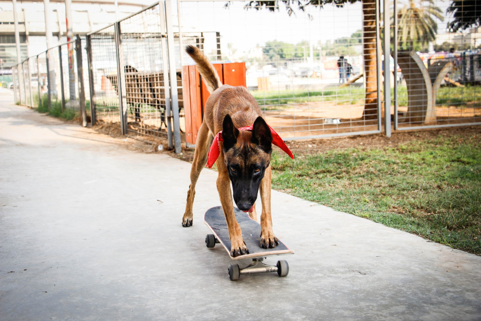 Shaping - Die Kunst, Ihrem Hund alles beizubringen