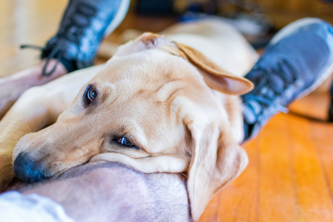 Ihr Hund weiß, wie Sie sich fühlen, und möchte Ihnen helfen