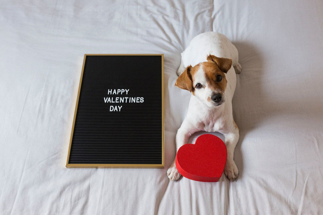 5 formas de celebrar San Valentín con tu mascota