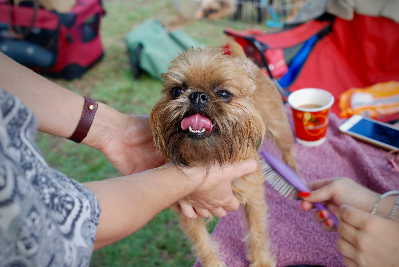 3 razones para cepillar a su perro (aunque tenga el pelo corto)