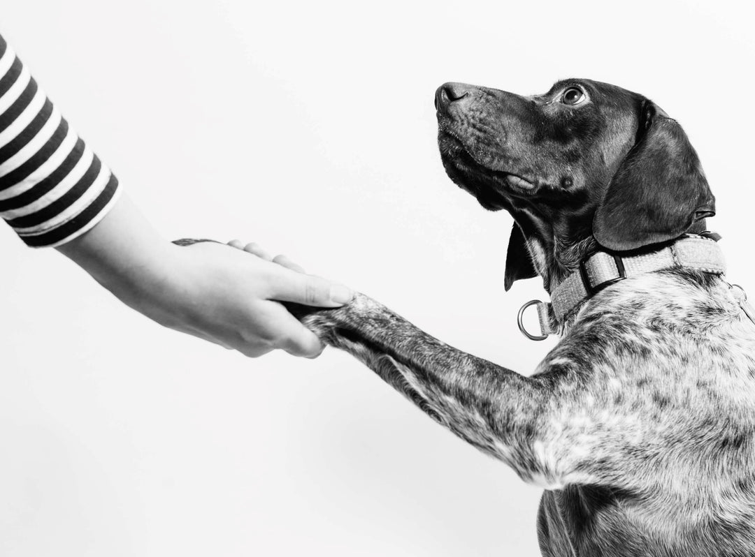 Cómo recortar las uñas de tu perro, aunque lo odie