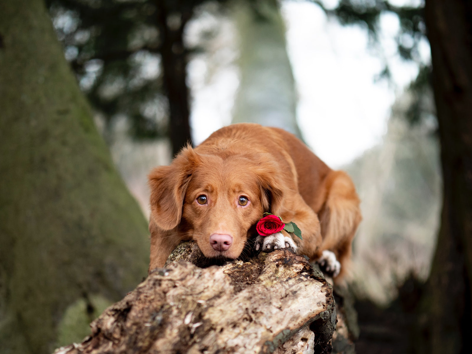 4 razones por las que tu perro te quiere