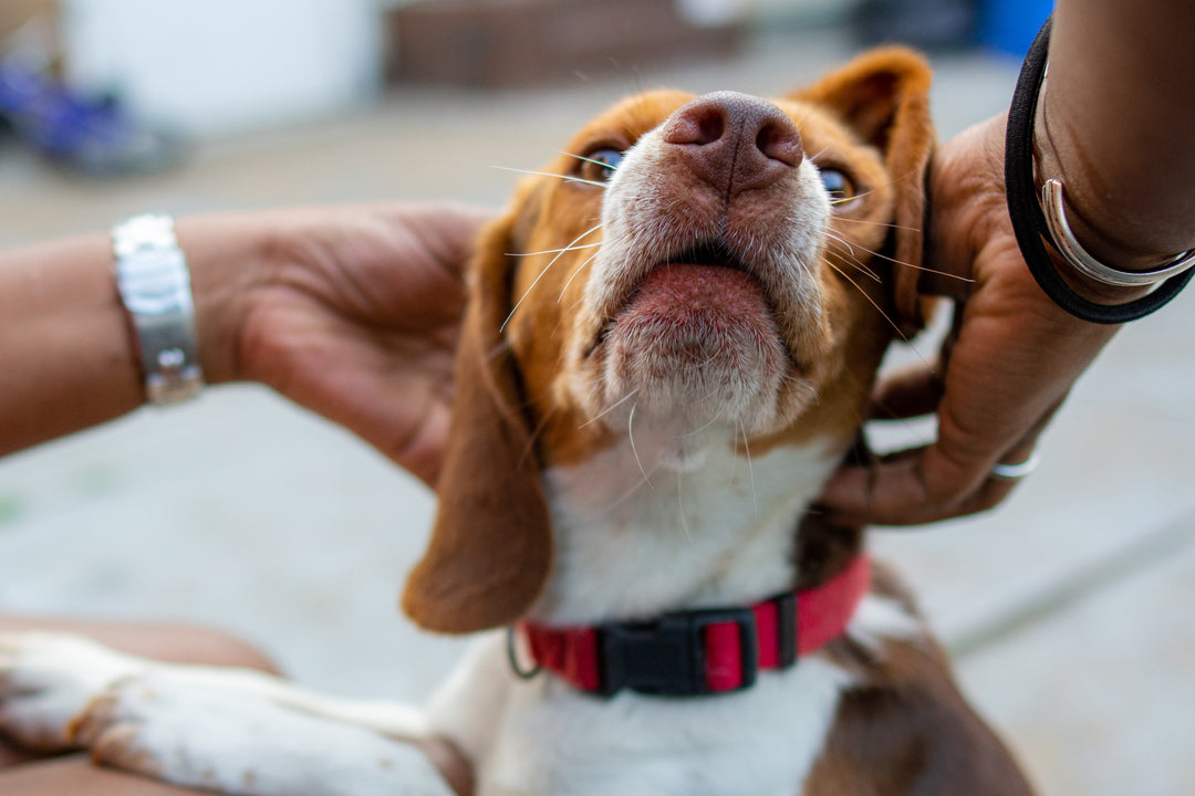 Estas 4 señales le dicen exactamente cómo se siente su perro