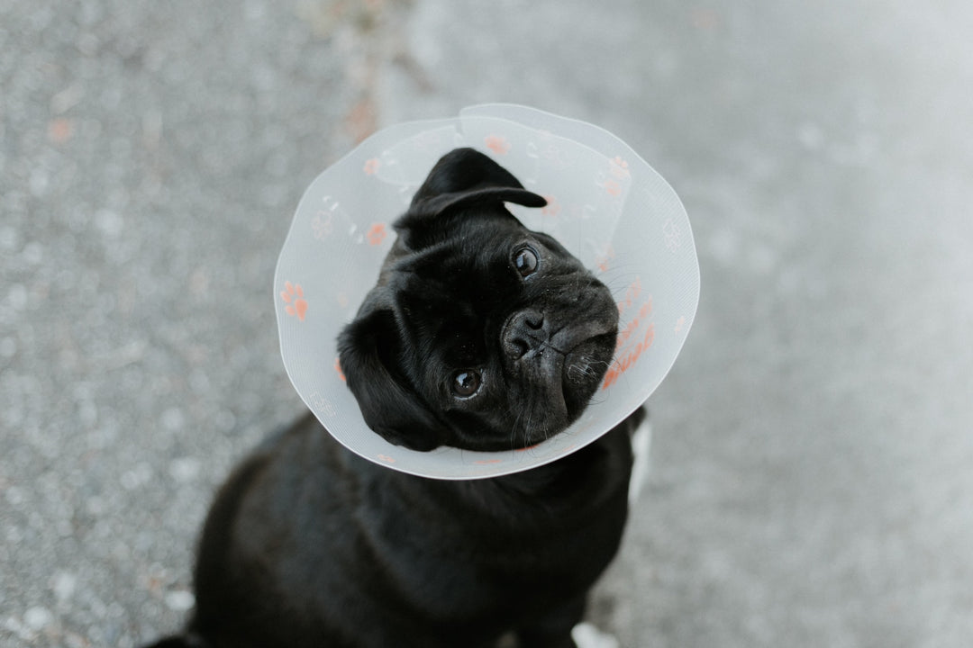 Cómo encontrar el veterinario perfecto