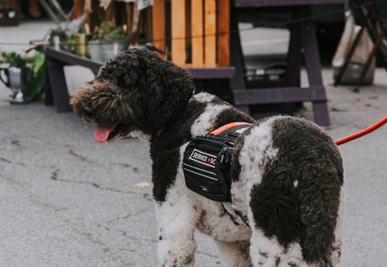 Lo que todo el mundo debe saber sobre los perros de servicio