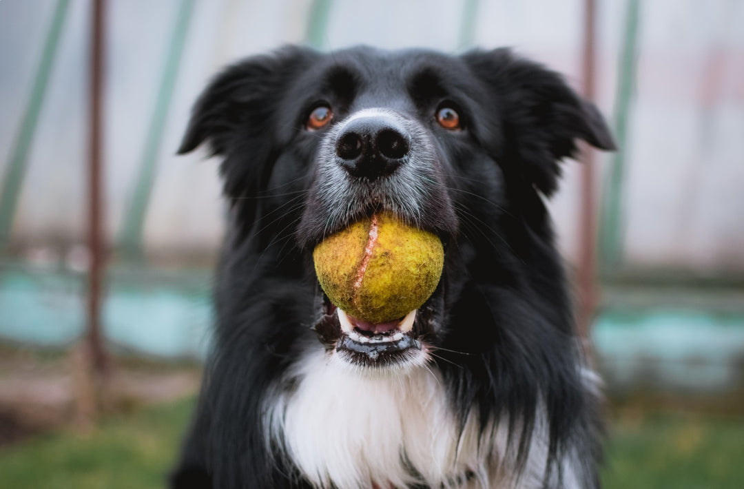 Juguetes para perros