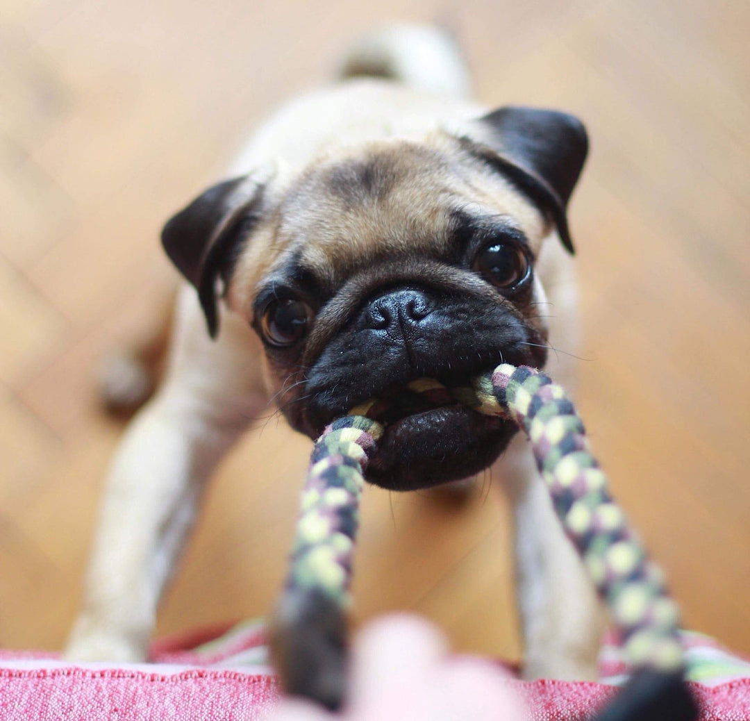 10 façons d'épuiser votre chien pendant la quarantaine