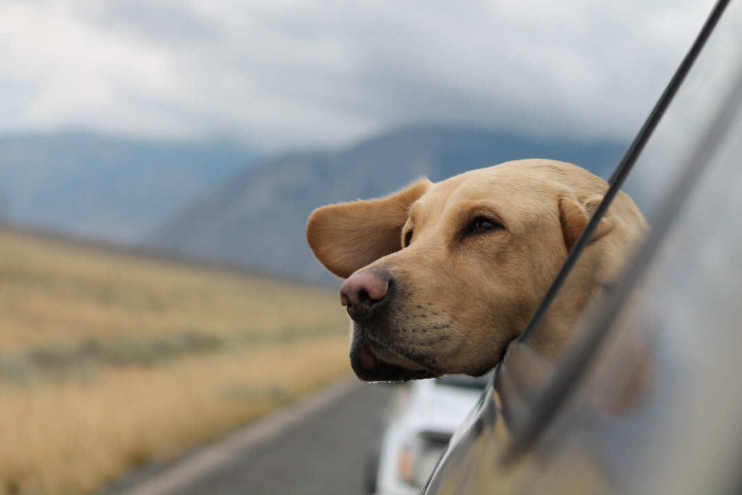 Comment voyager partout avec votre chien