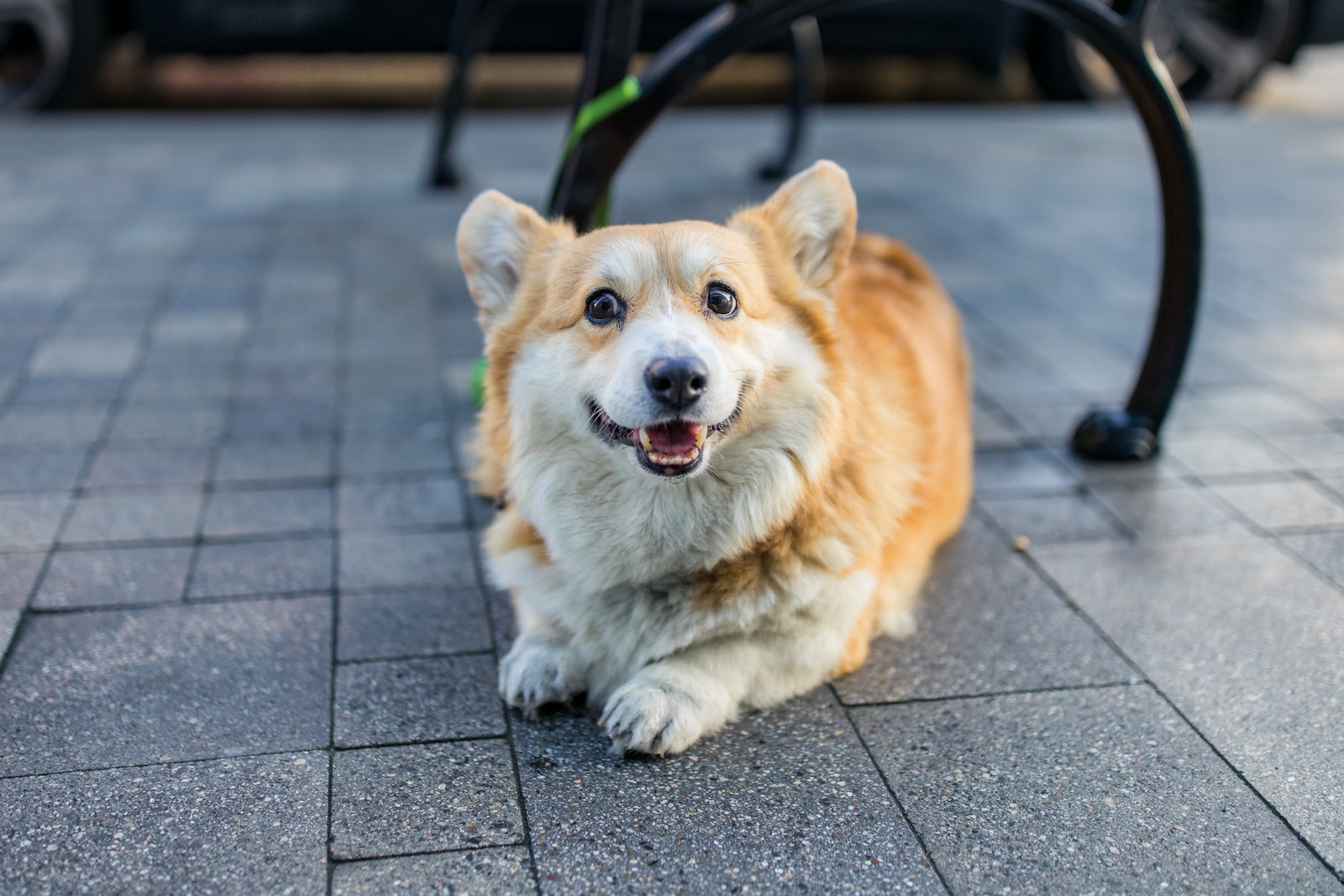 Le civisme canin - Quel est le niveau de compétence de votre chien ?