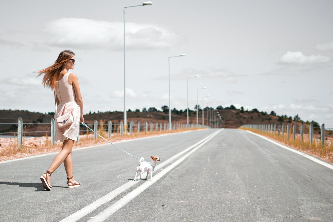 Comment obtenir une promenade parfaite pour votre chien